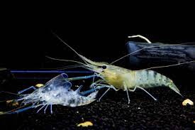 udang molting 